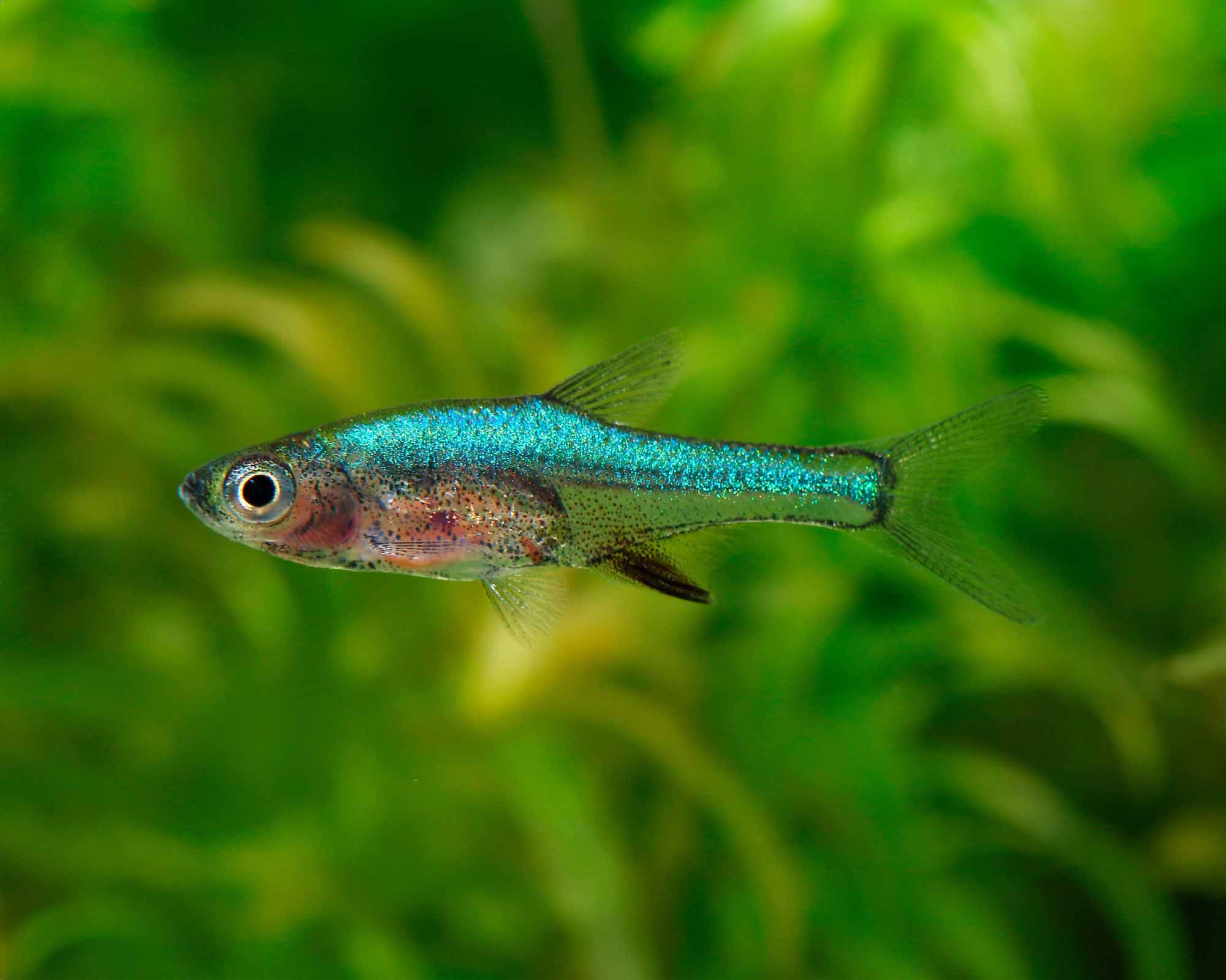 Sundadanio axelrodi (Blue Sundadanio)